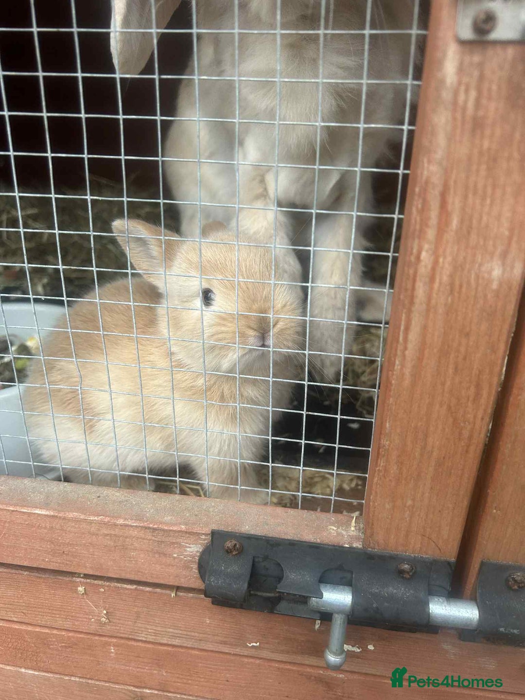 Netherland Dwarf rabbits for sale: Baby bunnies  - Image 3