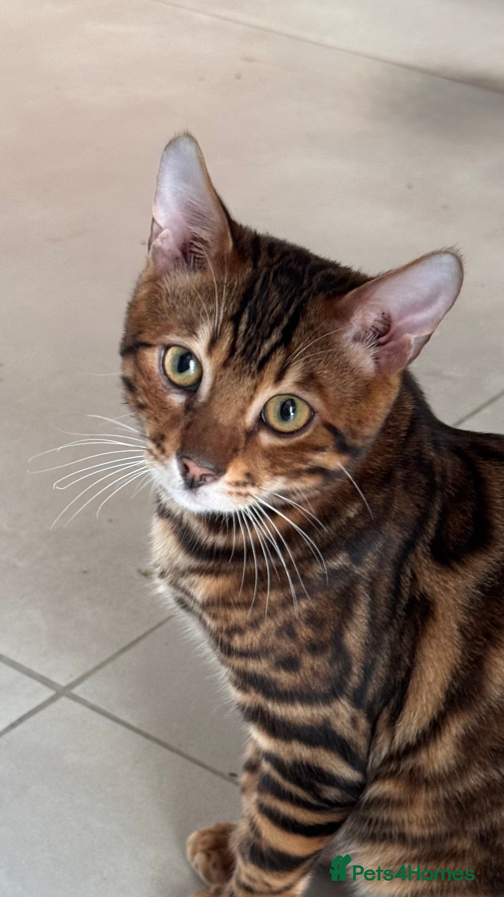 Bengal cats for sale: TICA Bengal cats adorable educated with kid NO UK  in London - Advert 26