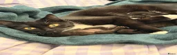 Mixed Breed cats for sale: 2 female all black kittens ready for forever home in Colwyn Bay - Advert 2