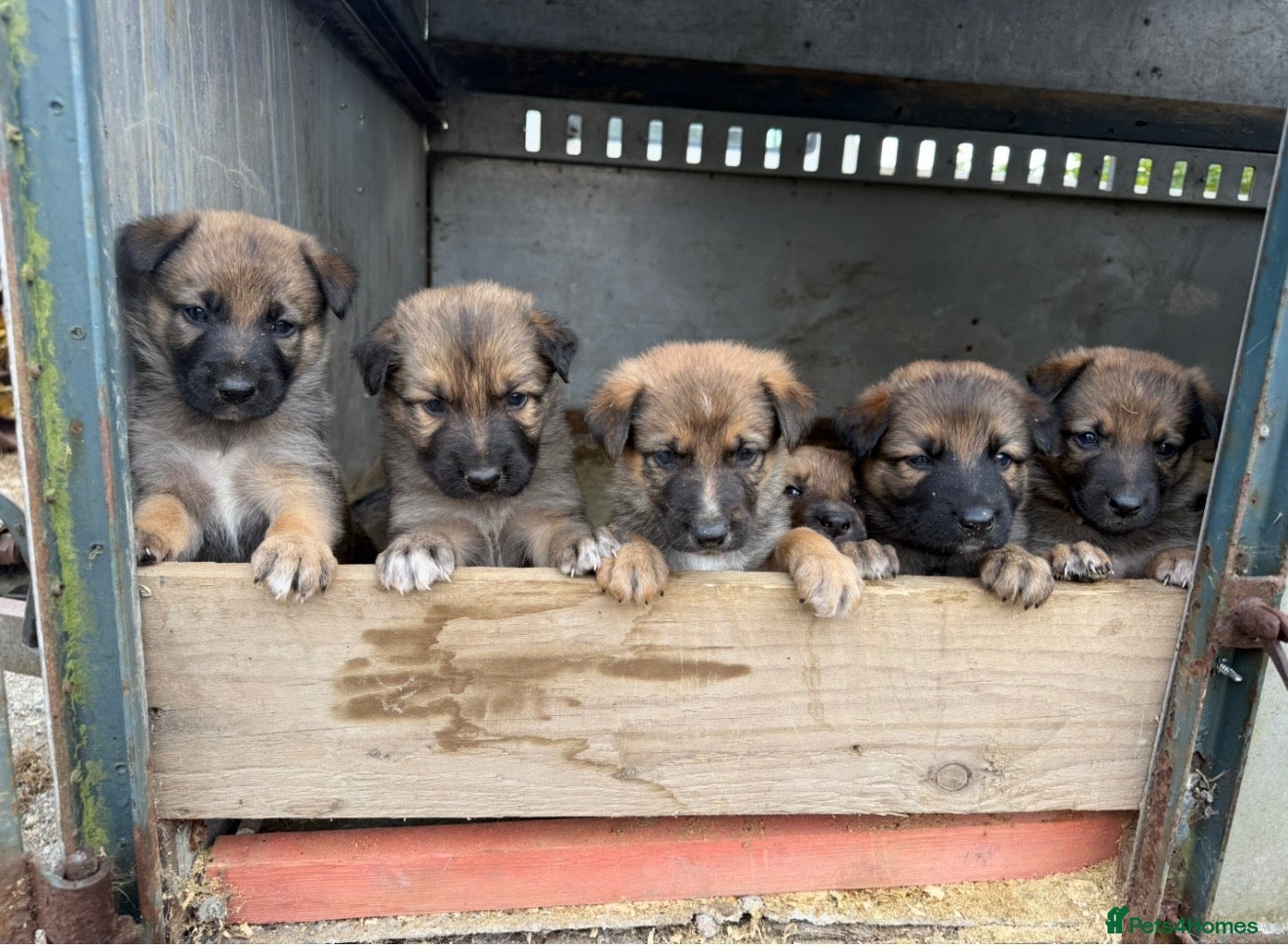 Mixed Breed dogs Shollie puppies for sale - Advert 19
