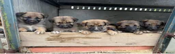 Mixed Breed dogs for sale: Shollie puppies for sale in Denbigh - Advert 2