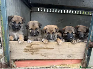 Mixed Breed dogs Shollie puppies for sale one beautiful boy left - Advert 4