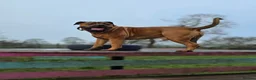Boerboel dogs for stud: Boerboel  ** tiff for stud in Accrington - Advert 5