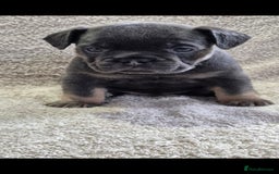French Bulldog dogs for sale: 🔥🔥FRENCH BULLDOG PUPPIES🔥🔥 - Advert 5