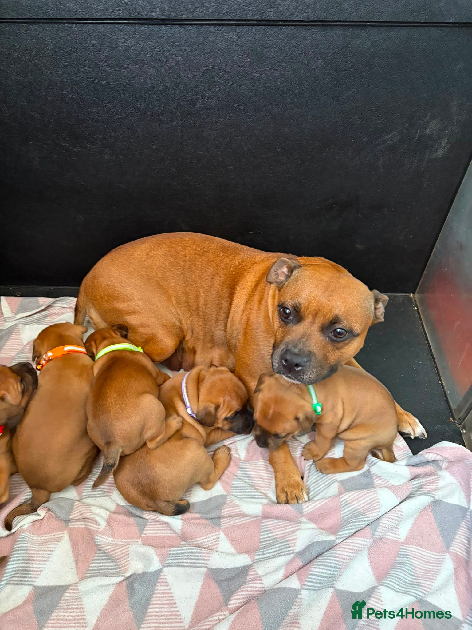 Staffordshire Bull Terrier dogs Stunning Red Staffordshire Bull Terrier Puppies - Advert 1