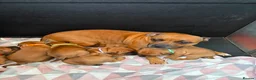 Staffordshire Bull Terrier dogs for sale: Stunning Red Staffordshire Bull Terrier Puppies - Advert 1