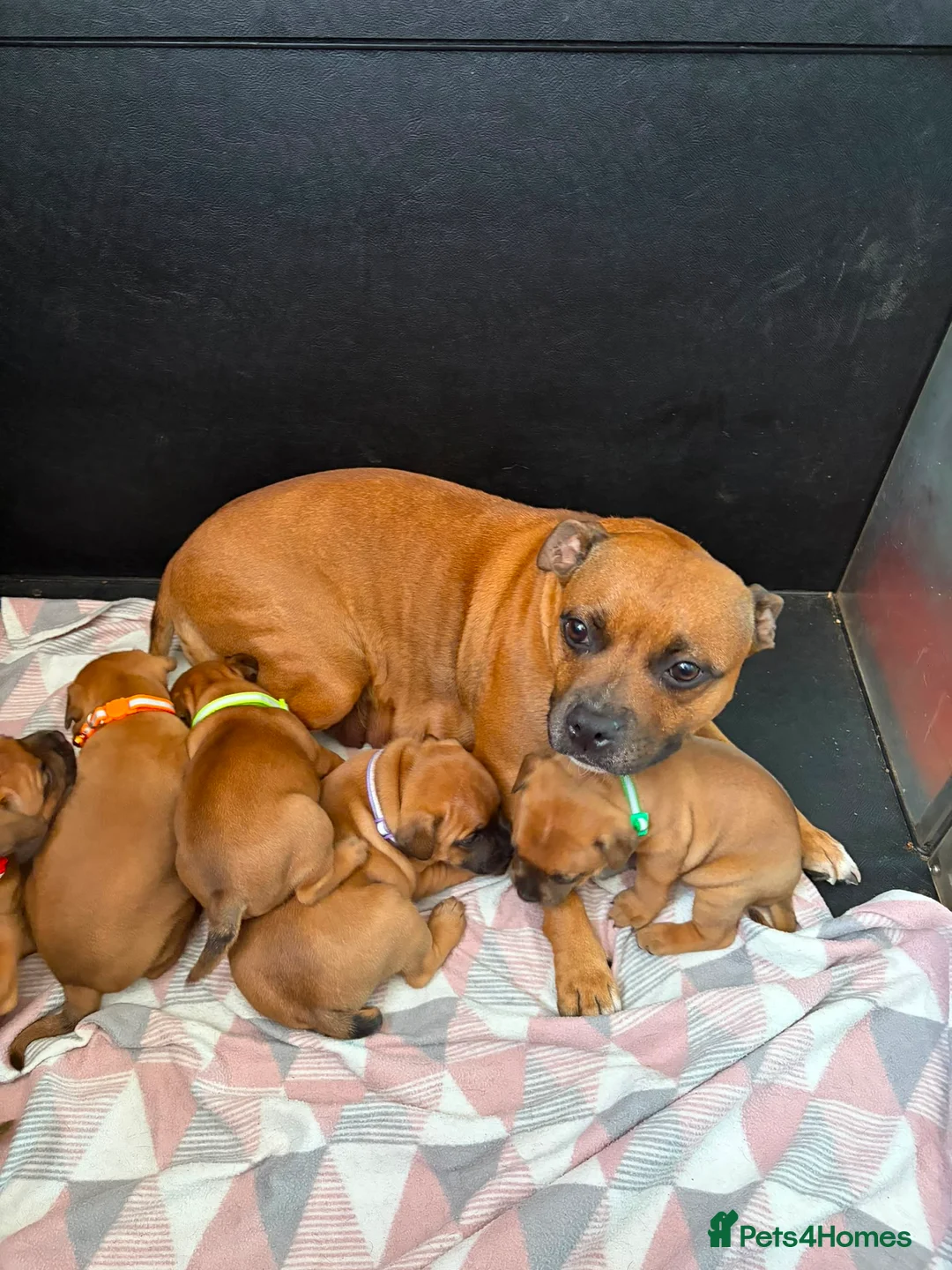 Staffordshire Bull Terrier dogs for sale: Stunning Red Staffordshire Bull Terrier Puppies - Advert 1
