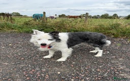 Border Collie dogs for stud: FOR STUD Blue Merle border collie  - Image 4