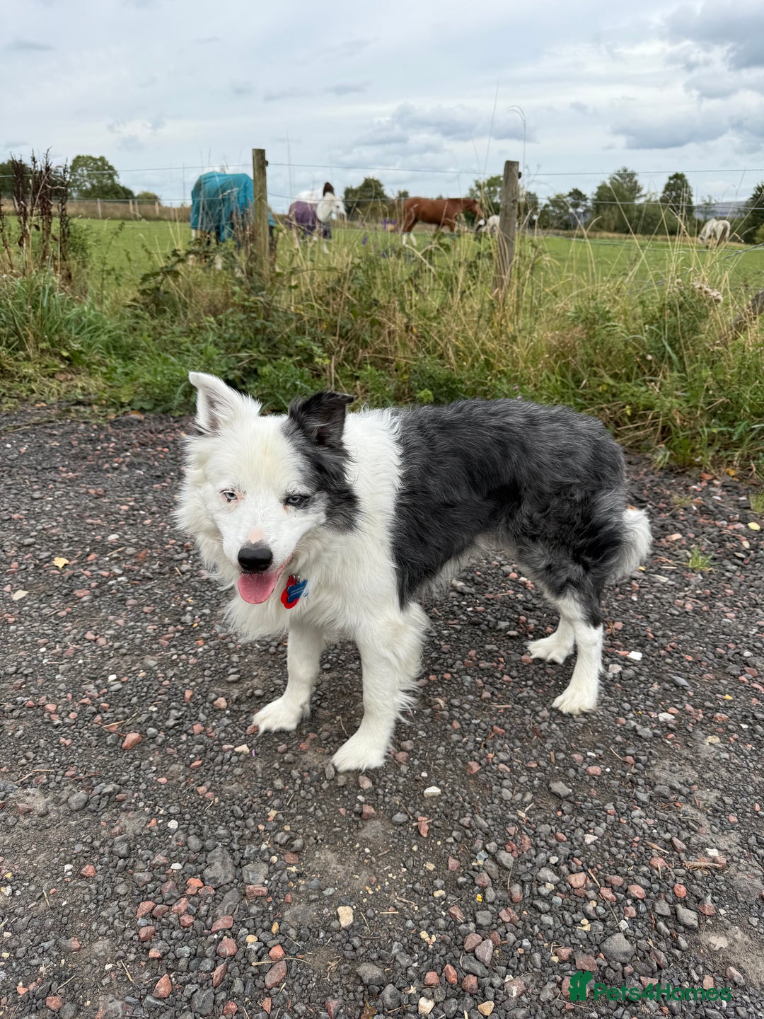 Border Collie dogs for stud: FOR STUD Blue Merle border collie  - Image 4