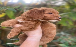 Cavapoo dogs for sale: Cottage Cavapoo Puppies  - Image 1
