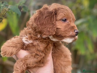 Cavapoo dogs - Advert 5