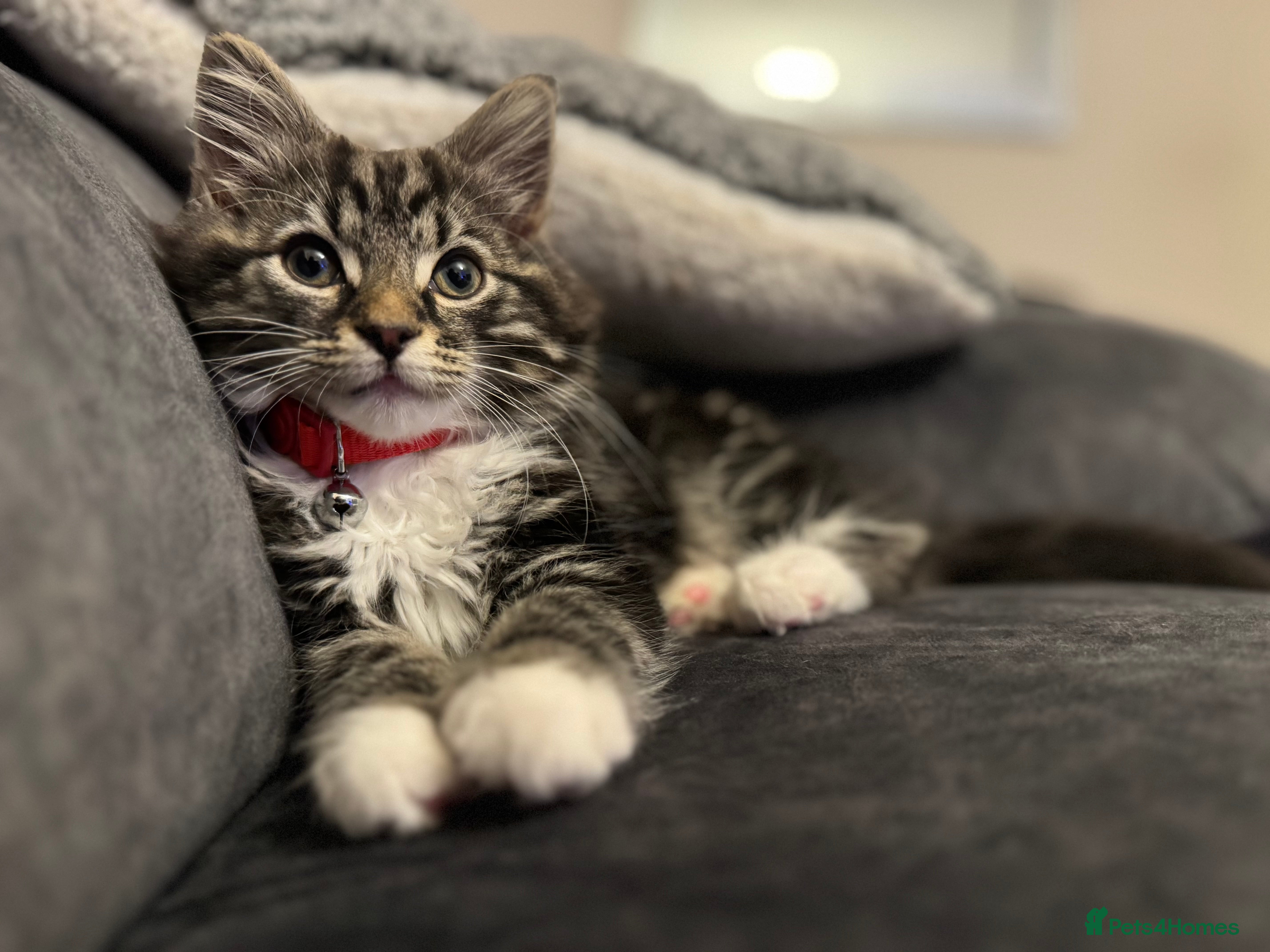 British Longhair cats Beautiful fluffy boy kitten - Advert 1