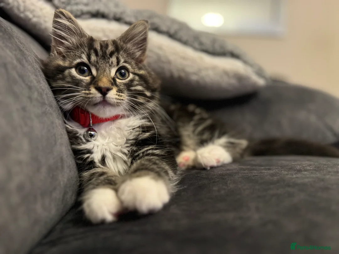 British Longhair cats for sale: Beautiful fluffy boy kitten - Advert 1