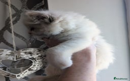 Ragdoll cats for sale: Beautiful rare blue and chocolate lynx Ragdolls  - Image 12