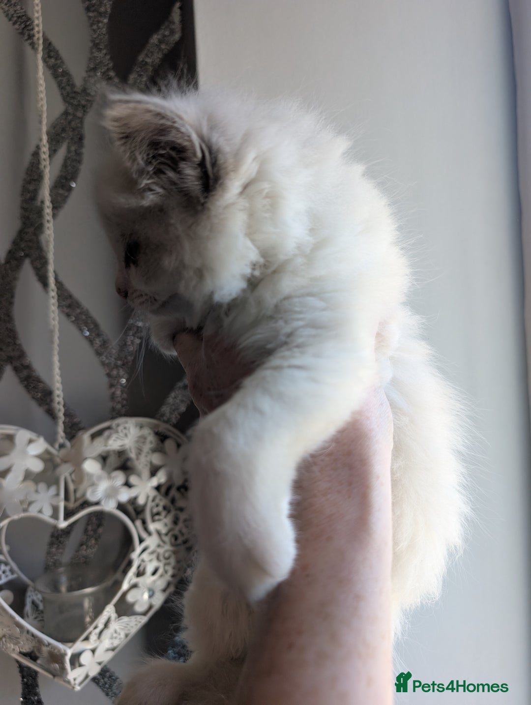 Ragdoll cats for sale: Beautiful rare blue and chocolate lynx Ragdolls  - Image 12