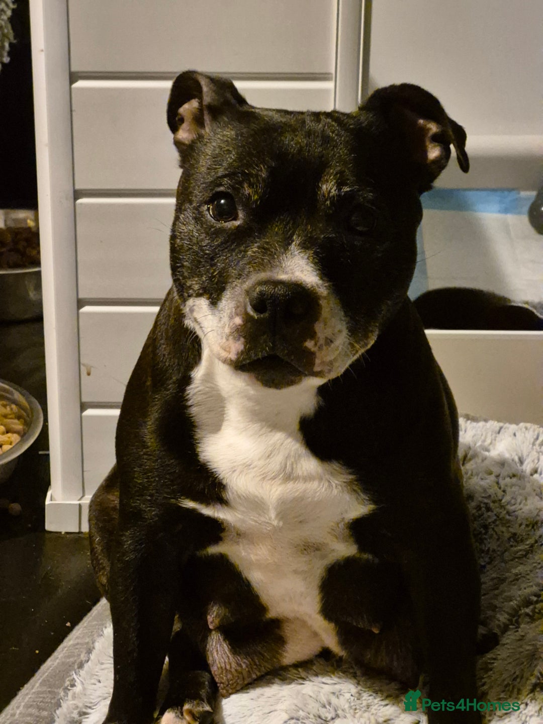 Staffordshire Bull Terrier dogs for sale: DNA HEALTH TESTED STAFFIE PUPPIES, BAER HEARING  - Advert 2