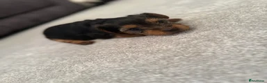 Yorkshire Terrier Puppy 3