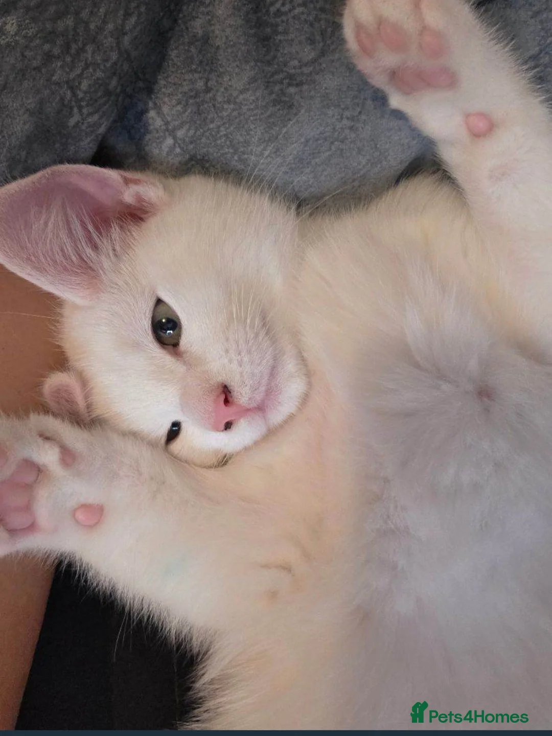 Khao Manee cats for sale: Khao Manee kitten 🐱 - Advert 9