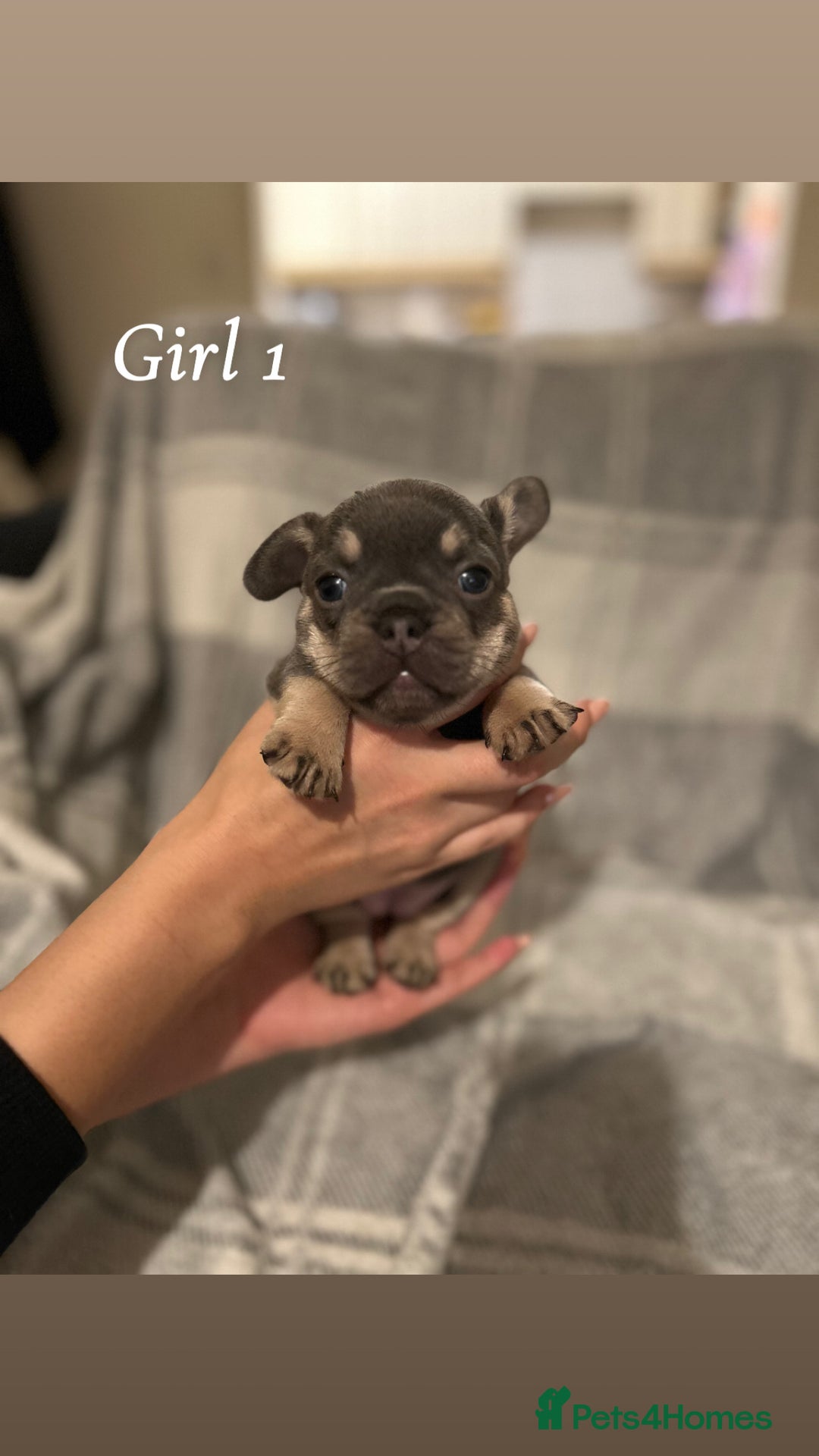 French Bulldog dogs for sale: 2 gorgeous lilac and tan french bulldogs  - Advert 8