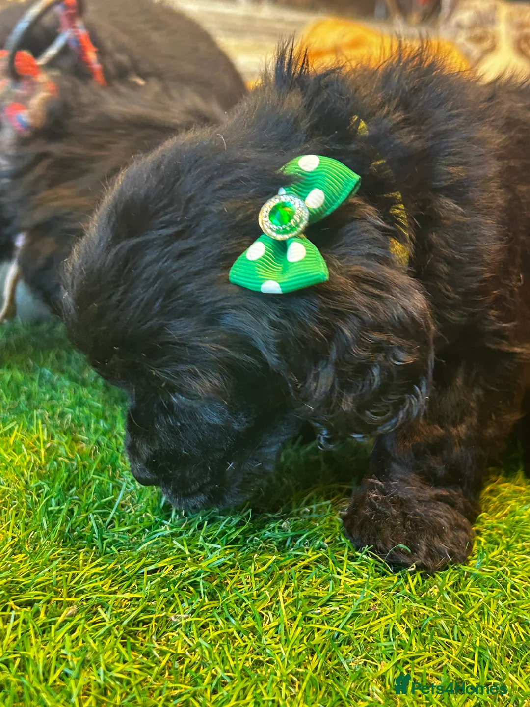 Cockapoo dogs for sale:  Northampton Cockapoos. Adorable F1 puppies - Advert 23