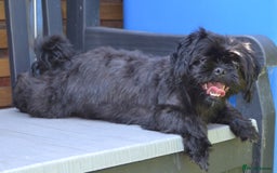 Shihpoo dogs for sale: rare black shipoos - Image 2