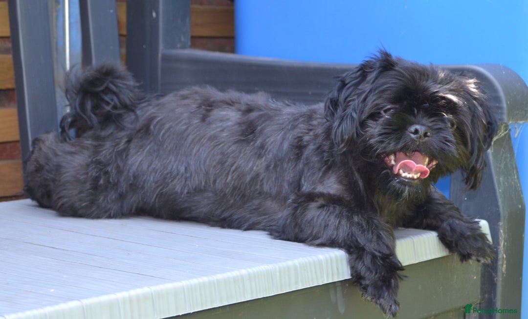 Shihpoo dogs for sale: rare black shipoos - Image 2