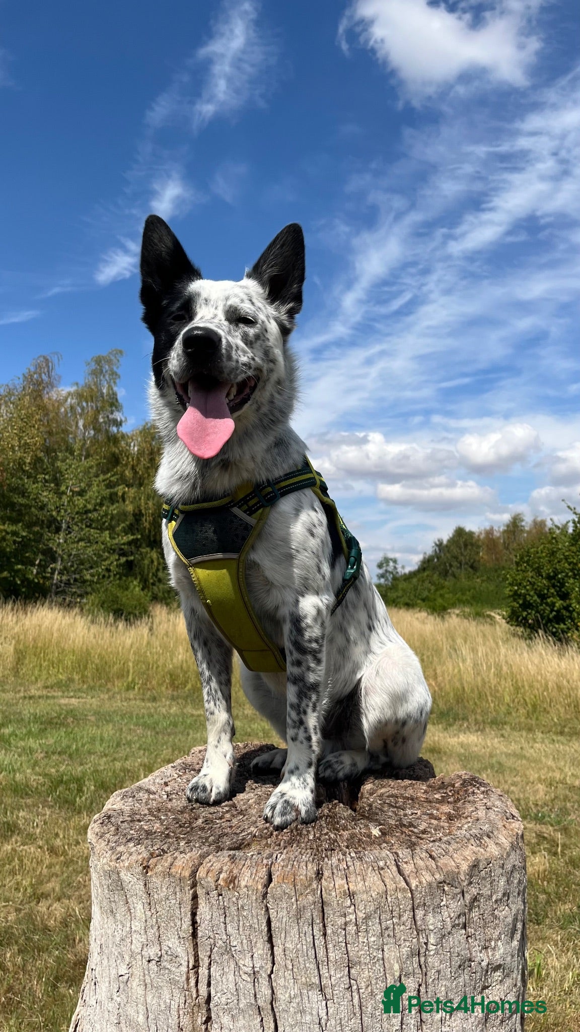 Australian Cattle Dog dogs Blue Heeler for stud - Advert 12