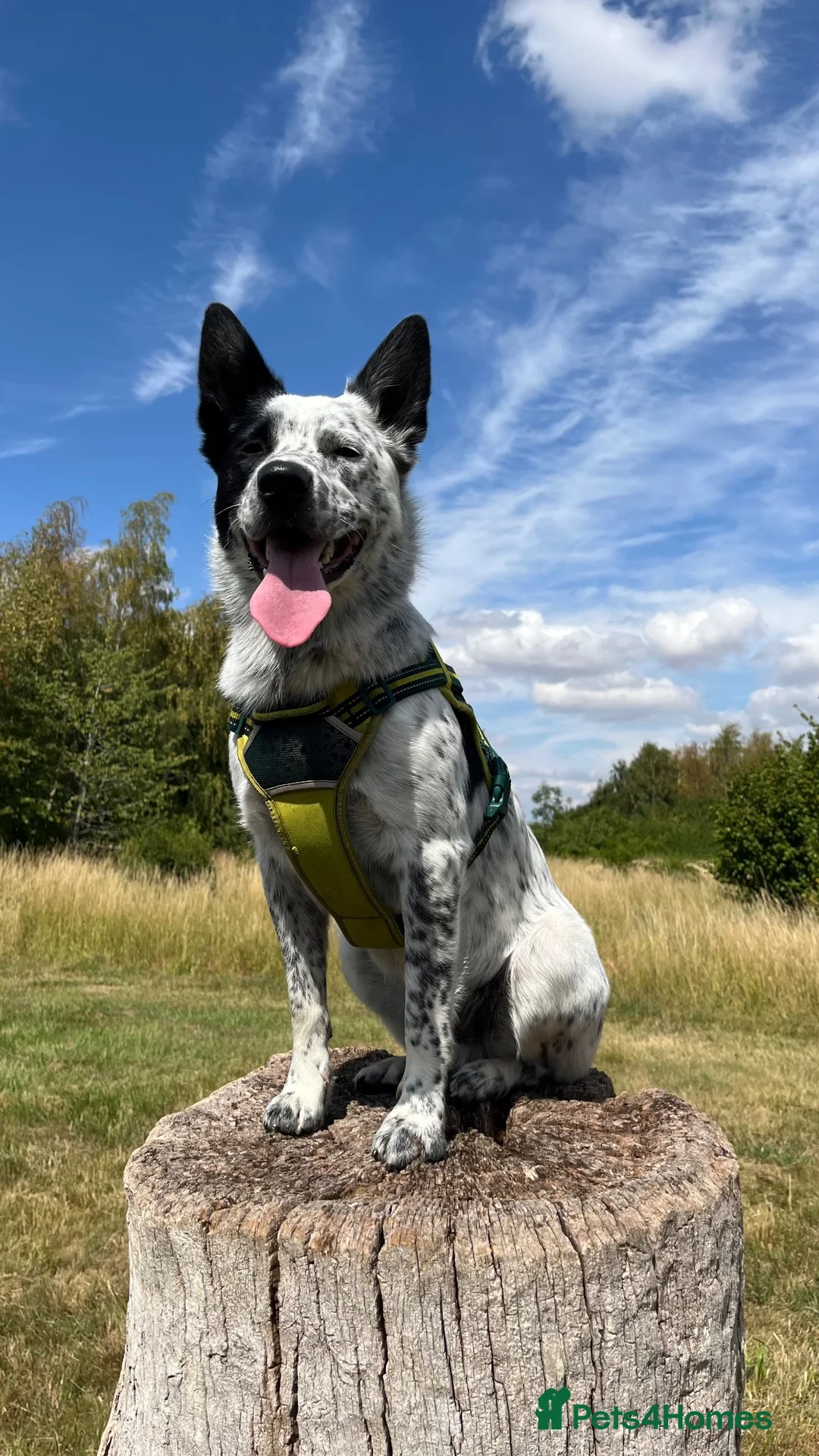 Australian Cattle Dog dogs for stud: Blue Heeler for stud in Bedford - Advert 1