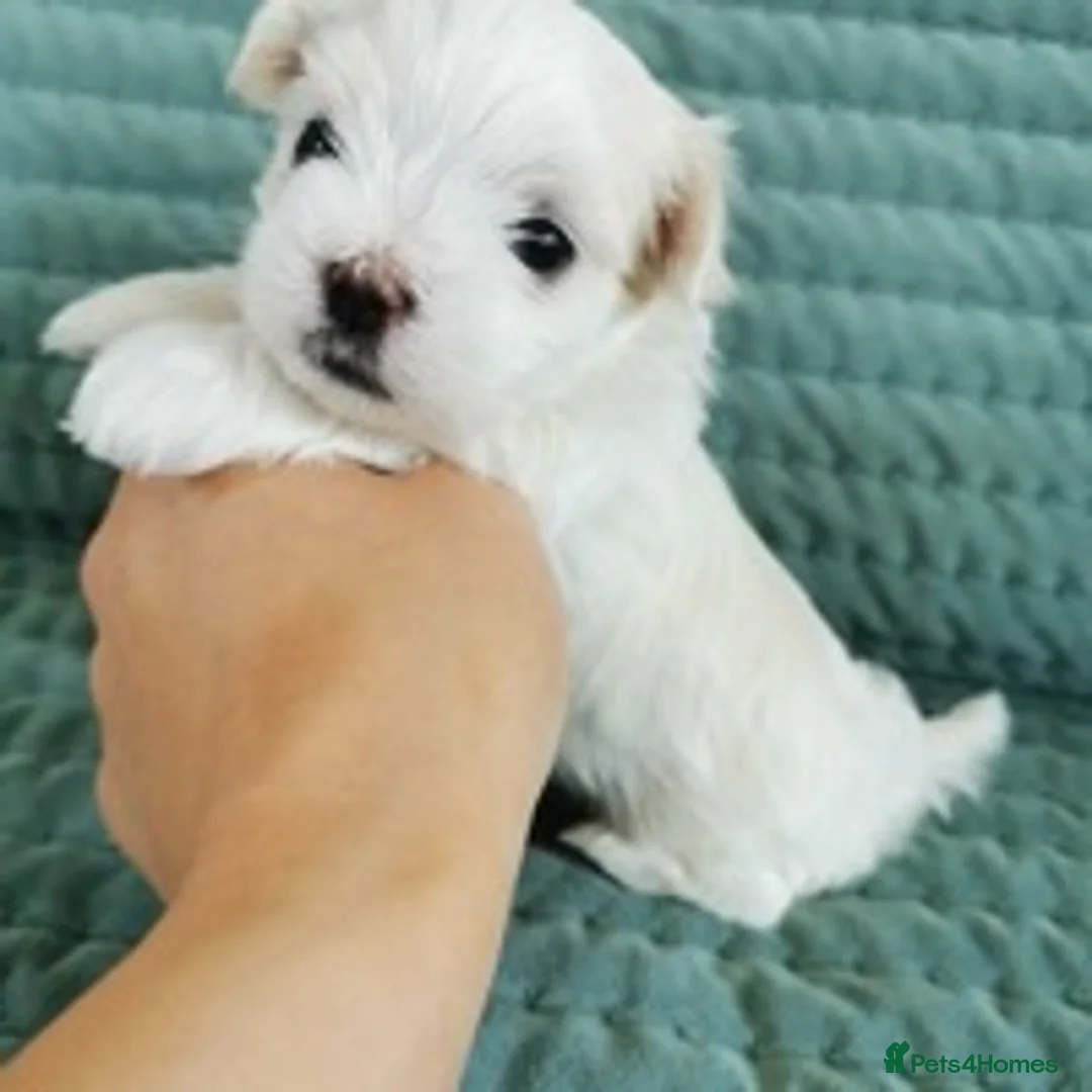 Maltese dogs for stud: STUNNING 💎DIAMOND💎 OPEN AT STUD HEALTH TESTED in Grays - Advert 9