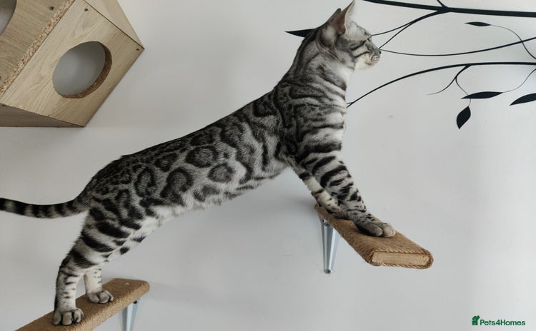 Bengal cats - Advert 4
