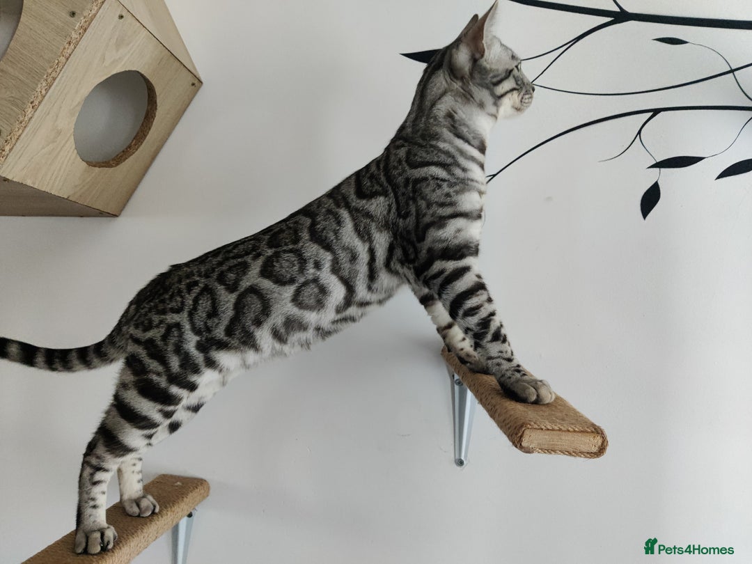 Bengal cats for sale: Tica Active silver Bengal boy for sale  - Image 1