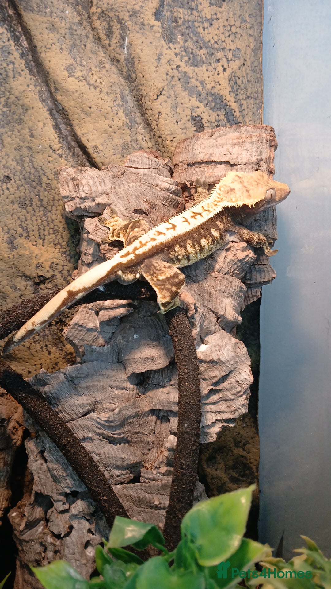 Gecko reptiles for sale: Crested Ghekko, enclosure and extras included  - Advert 2