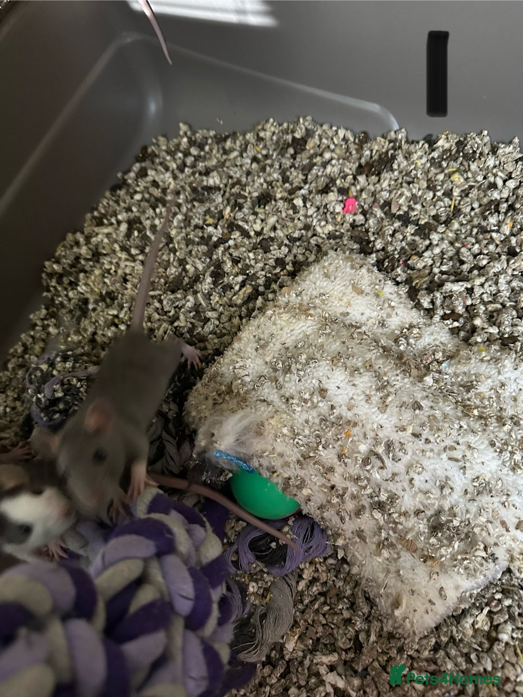 Rat rodents for sale: Rats & complete set up - Image 3