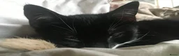 American Shorthair cats for sale: Beyond STUNNING Litter bred by Pure Love & 6* mum - Advert 7