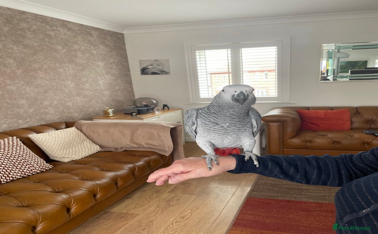 Parrots birds - Advert 9