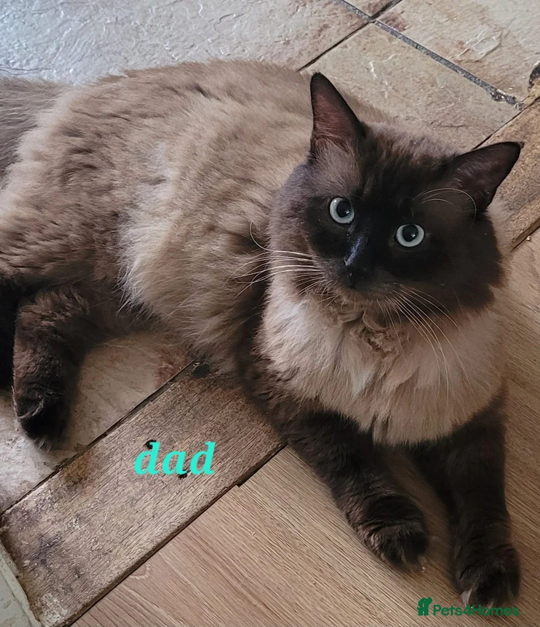 Ragdoll cats for sale: 5 Ragdoll kittens available 27/7/26 - Advert 12
