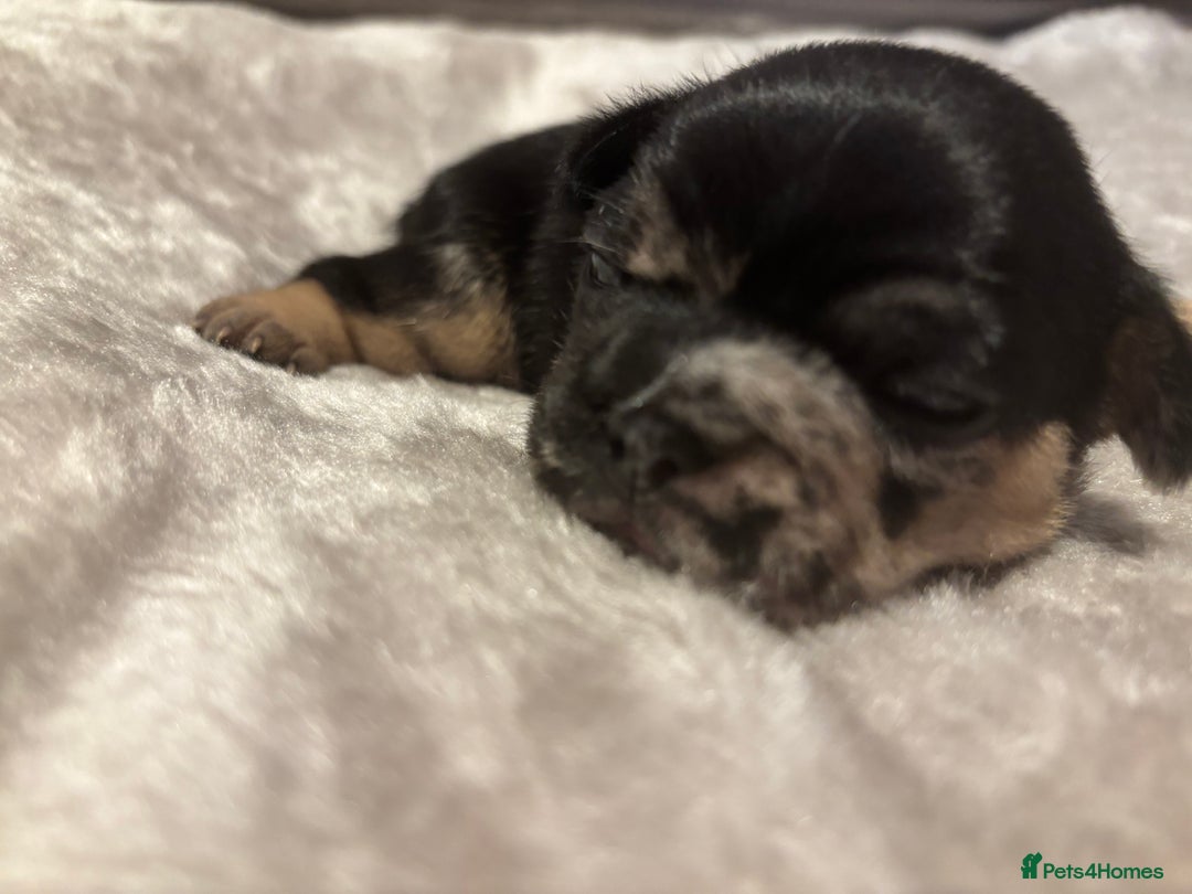 French Bulldog dogs for sale: MERLE FRENCH BULLDOG PUPPIES 🐾  - Image 12