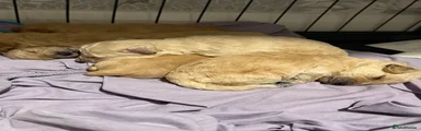 Mixed Breed 1