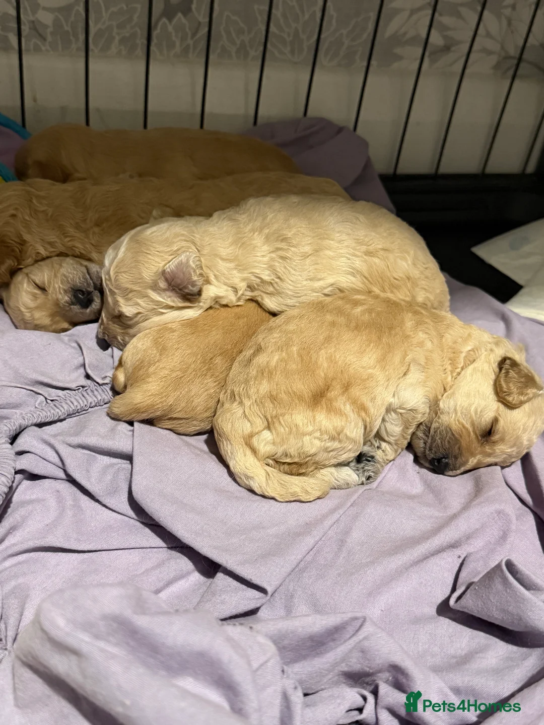 Mixed Breed dogs for sale: Puppies for sale  in Gainsborough - Advert 2