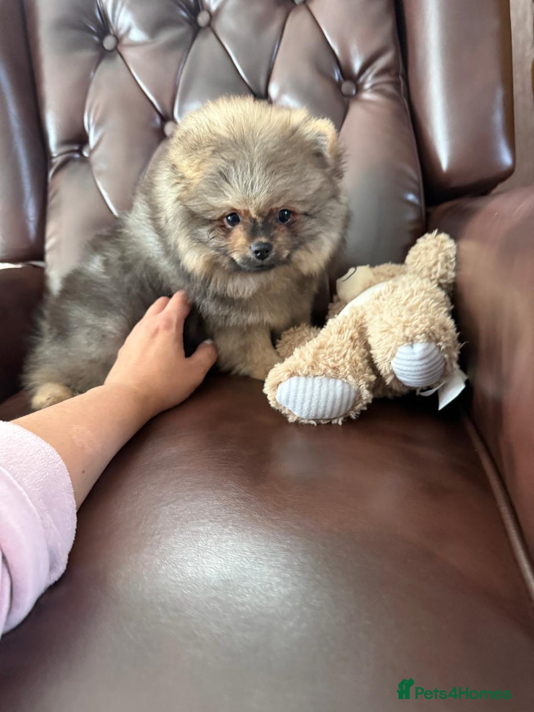 Pomeranian dogs for sale: 10 Week Purebred Pomeranian Champion EU Bloodline  - Advert 22