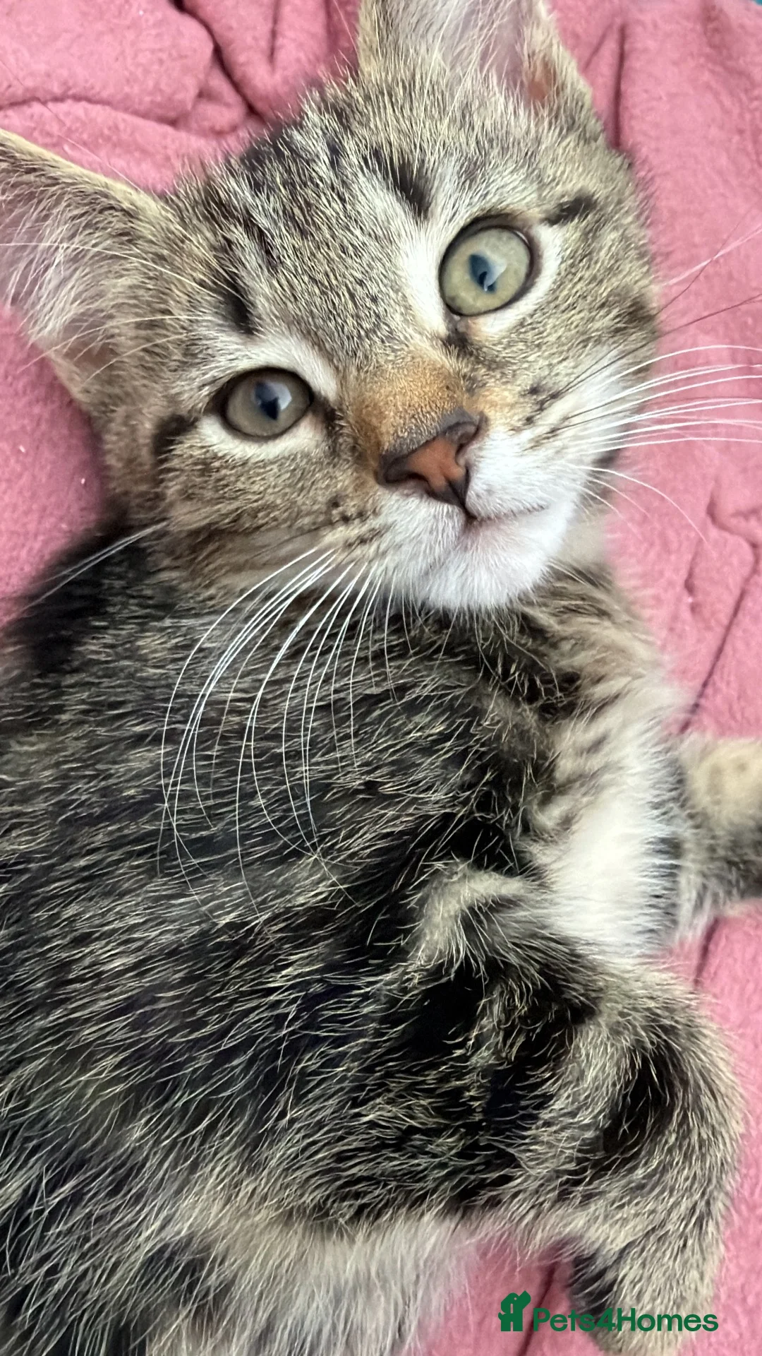 Mixed Breed cats for sale: Male kitten READY TO LEAVE  - Advert 5