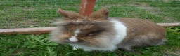 Lionhead rabbits for sale: BEAUTIFUL BABY DOUBLE MANE LIONHEAD RABBIT MALE in Southampton - Advert 9