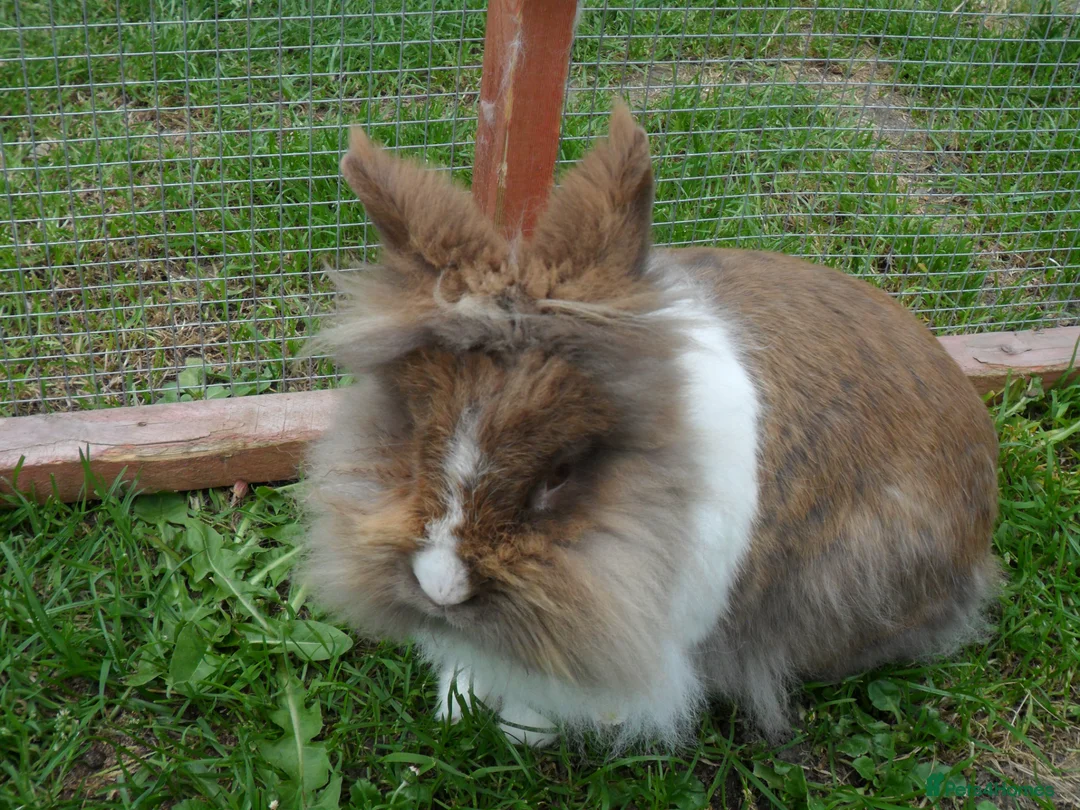 Lionhead rabbits for sale: BEAUTIFUL BABY DOUBLE MANE LIONHEAD RABBIT MALE in Southampton - Advert 9