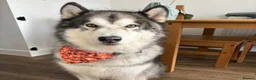 Alaskan Malamute dogs for adoption: Teddy (Alaskan Malamute) in Southampton - Advert 2