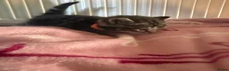 British Shorthair cats for sale: 4 British short hair kittens  - Advert 33
