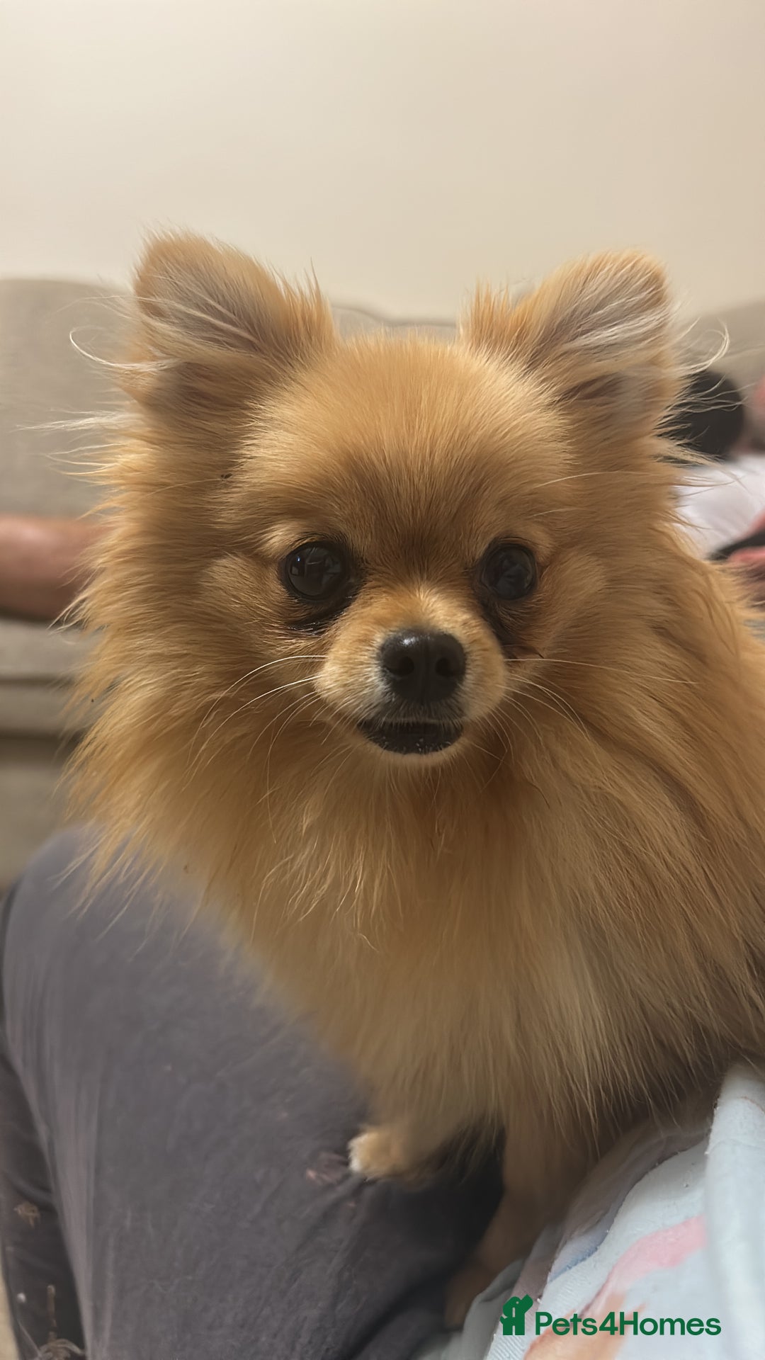 Pomeranian dogs for sale: Dior + Jimmy - Advert 3