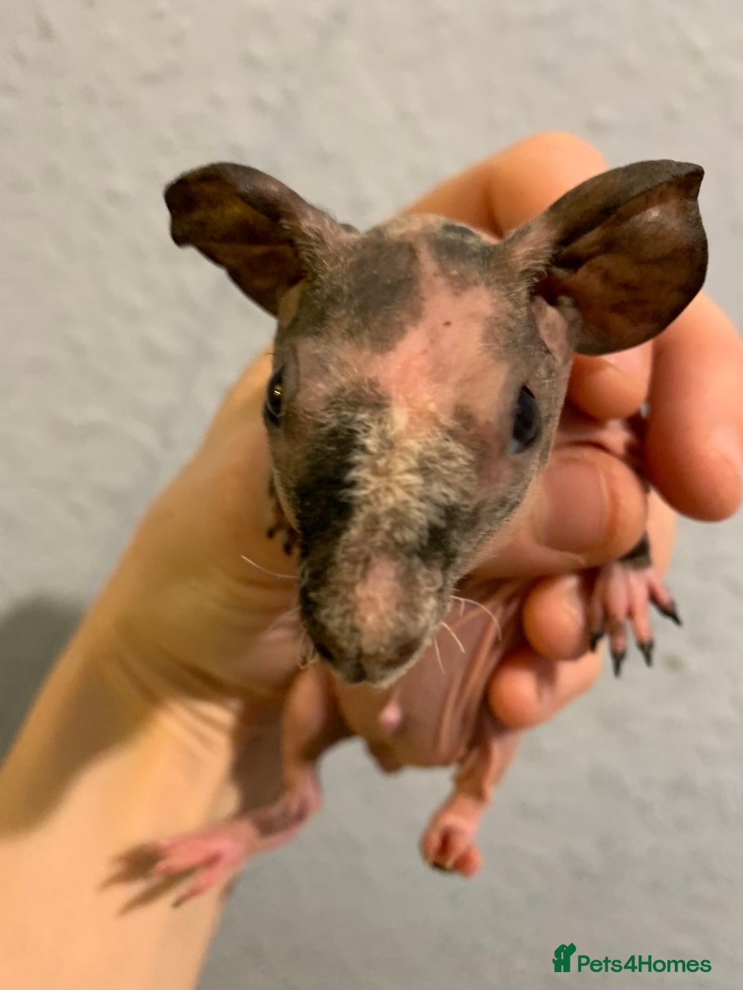 Guinea Pig rodents for sale: Skinny pigs and Skinny Pig Carriers - Advert 1