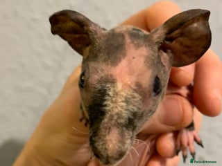 Guinea Pig rodents Skinny pigs and Skinny Pig Carriers - Advert 1