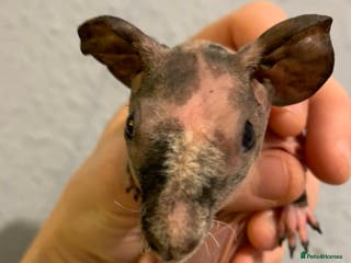 Guinea Pig rodents Skinny pigs and Skinny Pig Carriers - Advert 8