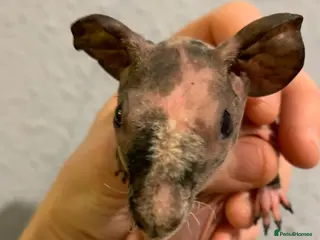 Guinea Pig rodents Skinny pigs and Skinny Pig Carriers - Advert 19